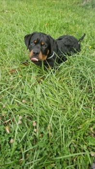 Uriel, Rottweiler