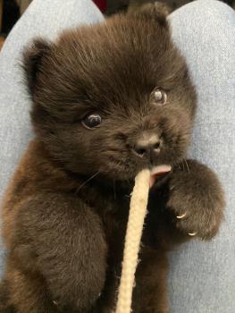 Apollo, Chow Chow