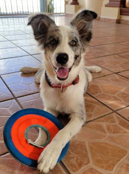 Suggar, Border Collie