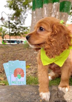 Roma, Cocker spaniel