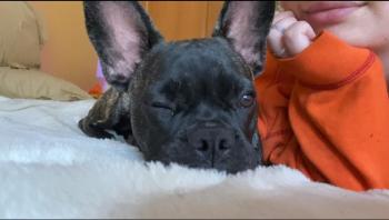 Tessa, Bouledogue francese