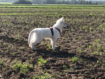 Frodo, White swiss Shepherd Dog