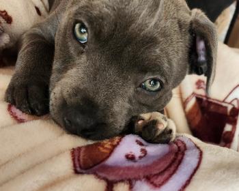 Rocky, Staffordshire Bull Terrier