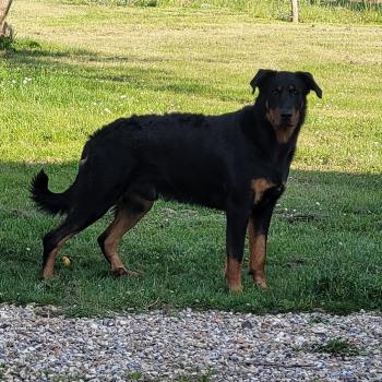 SAROUK, Beauceron