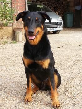 IGGY POP, Pastor Beauceron