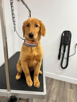 Zaya, Golden Retriever