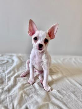 Zoe, Pinscher
