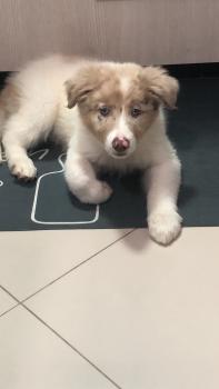 Mike, Border Collie