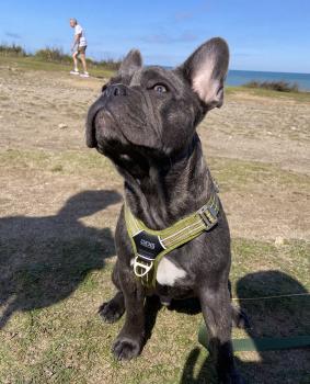 Marley, Bouledogue Français