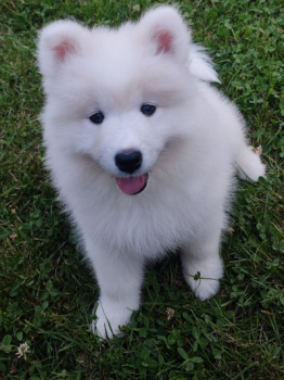 Utsie, Samoyede