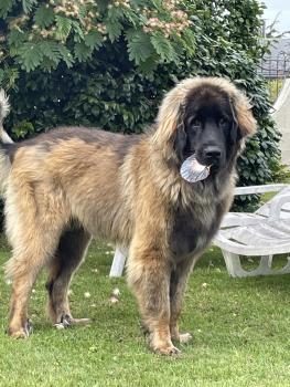 TAIKO, Leonberger