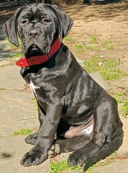 Sultán, Cane Corso