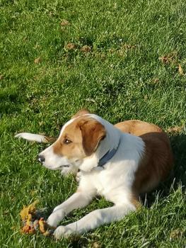 Uno, Border Collie