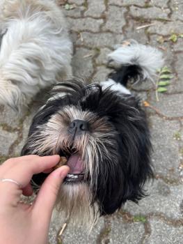 Findus, Shih Tzu
