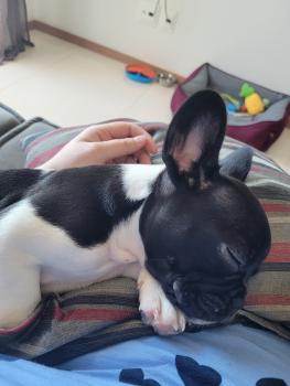 Zoe, Bouledogue Français