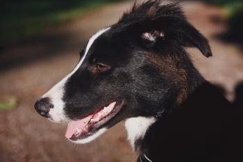 Ulysse, Border Collie