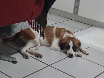 Dona Nana, Otros perros