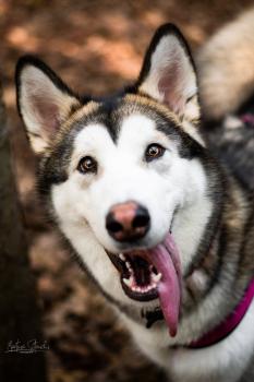 Aloy, Alaskan Malamute