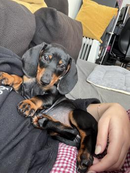 Rita, Dachshund