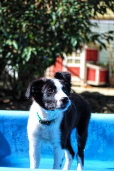 Usko, Border Collie