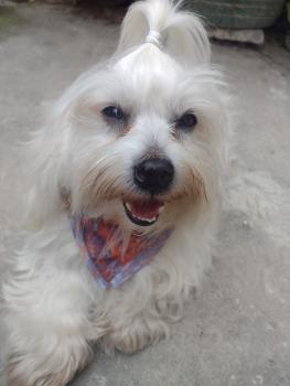 Peter Parker, Maltese