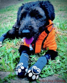Raven, Schnauzer Gigante