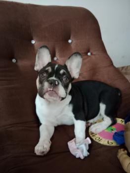 Rodriguez, Bulldog Francés