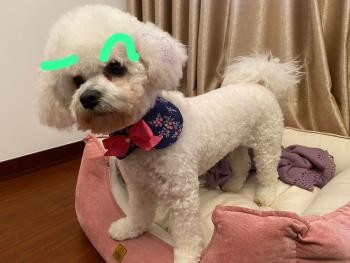 Lulu, Bichón