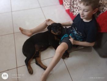 Rambo, Rottweiler