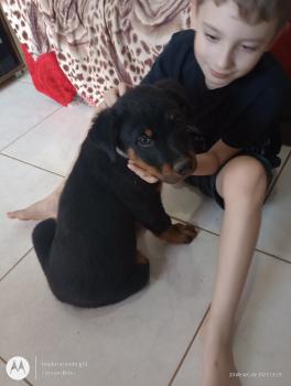 July, Rottweiler