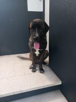 Texanne, Cane Corso
