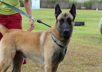 Genghis, Berger Malinois