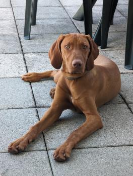 Uma, Ungarische Bracke