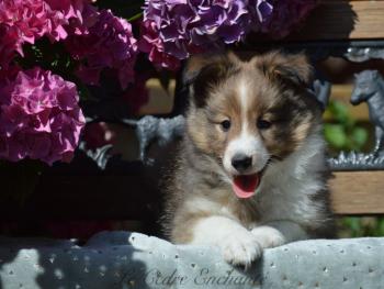 UMI, Cane da pastore scozzese Shetland