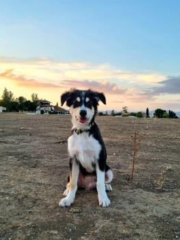 LUCA, Border Collie