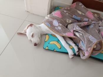 Skadi, Whippet