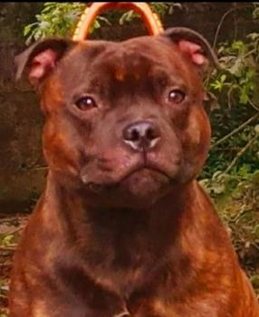 Kai, Staffordshire Bull Terrier