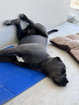 Newton, Cane Corso