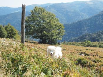 Ukko, Samoyede