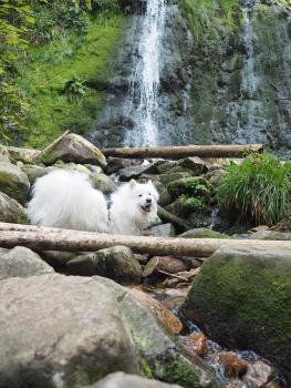 Odin, Samoyede