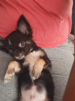 Kadu, Chihuahua