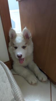 Mike, Husky Siberiano