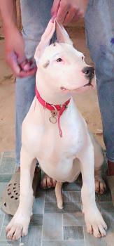 Atalaia, Dogo Argentino