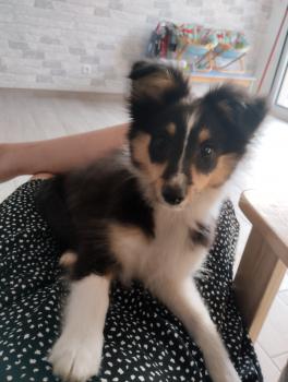 Yuna, Cane da pastore scozzese Shetland