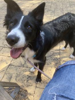 Maya, Border Collie