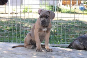 Usher, Cane Corso