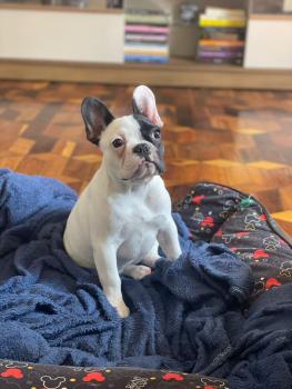 Stella, Bouledogue Français