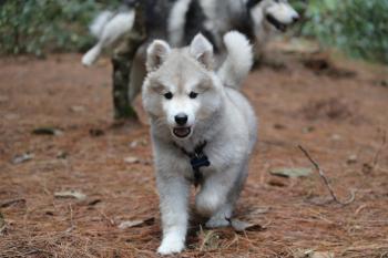 Humbolth, Husky Siberiano