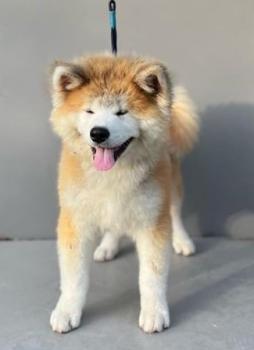 AKI, Akita Inu