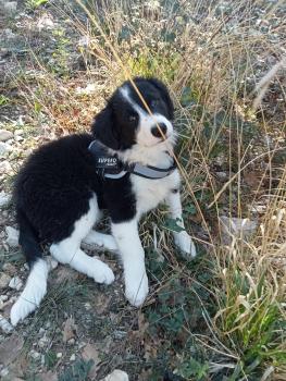 UNO, Border Collie